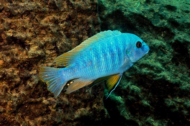 Labeotropheus fuelleborni 'Chiwi Rocks'